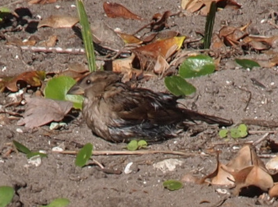 [Left side of the bird which sits on the sandy ground. It is a brown bird with patches of light borwn and blue-white sections. It has a thick conical beak.]